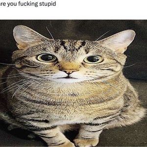 Meet your Posher, Tzuaena